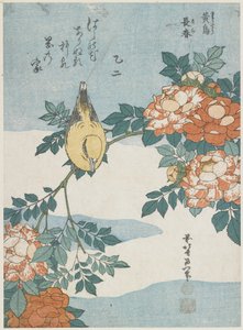 Zwartnekoriole en Chinese Roos, ca. 1833