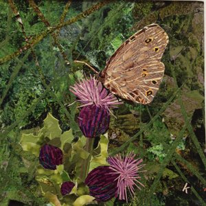 Flit - Satyrvlinder op distel
