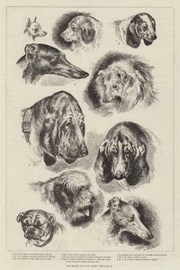De Kennel Club hondenshow