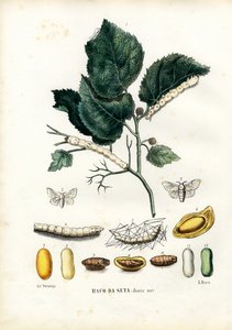 Vlinders, 1863-79