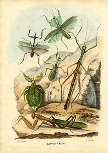 Bladinsect, 1863-79