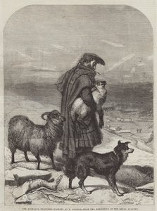 De Hooglandse Herder