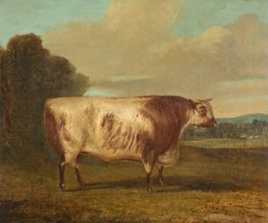 Een stier, 1862