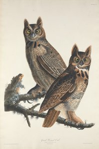 Grote gehoornde uil, 1829
