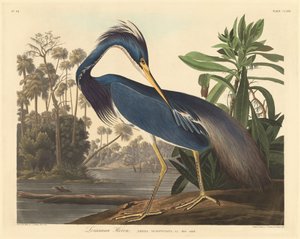 Louisiana-reiger, 1834
