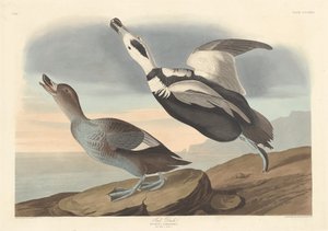 Bonte eend, 1836