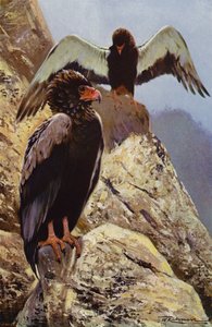 Bateleur adelaar