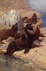 Californische Zeeleeuw