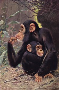 Chimpansee