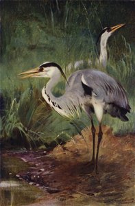 Reiger