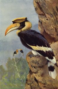 Bonte Neushoornvogel