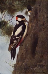 Grote Bonte Specht