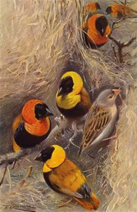 Wevervogels
