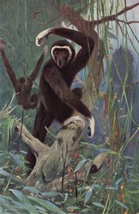 Witgehandgibbon