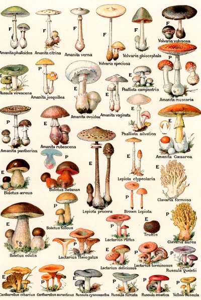 Eetbare en giftige paddenstoelen door American School
