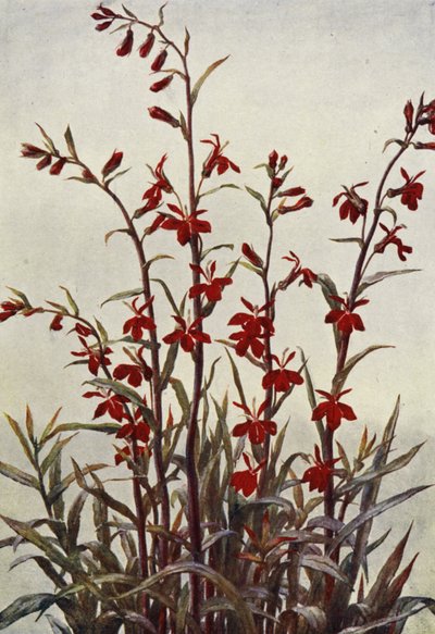 Lobelia Cardinals door Angelo Fairfax Muckley