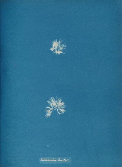 Schizonema Smithii, ca. 1853 door Anna Atkins