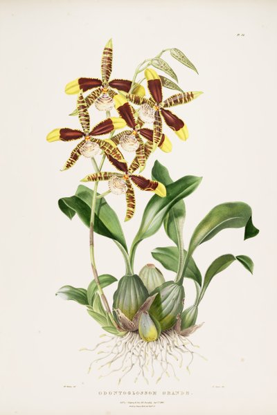 Rossioglossum grande door Augusta Innes Withers