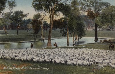 Een mooie kudde Australische schapen door Australian Photographer