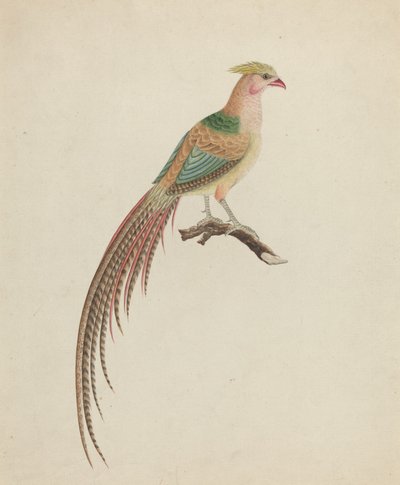 Goudfazant (Chrysolophus pictus) door British 18th Century