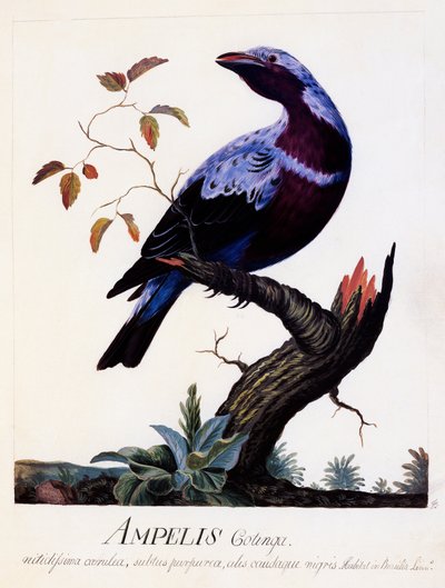 Ampelis cotinga (Cotinga cotinga), Paarsborstcotinga, aquarel door Carl Linnaeus