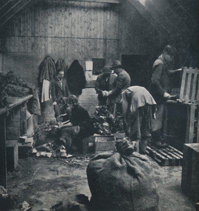 Groenten voor de markt, 1941 door Cecil Beaton