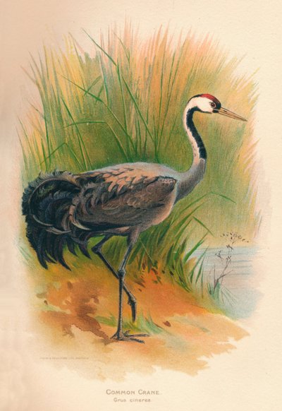 Gewone kraanvogel Grus cinerea, 1900 door Charles Whymper