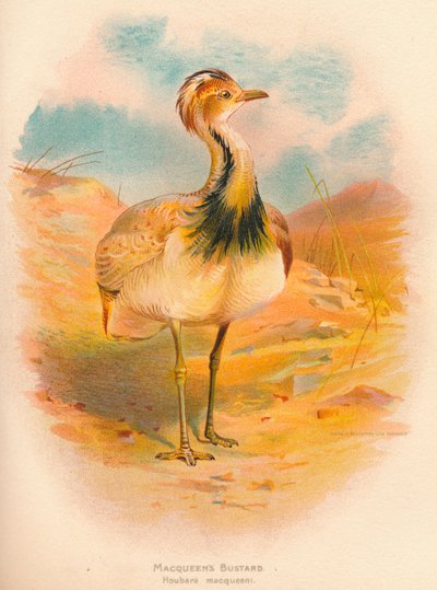 Macqueens trap Houbara macqueeni, 1900 door Charles Whymper