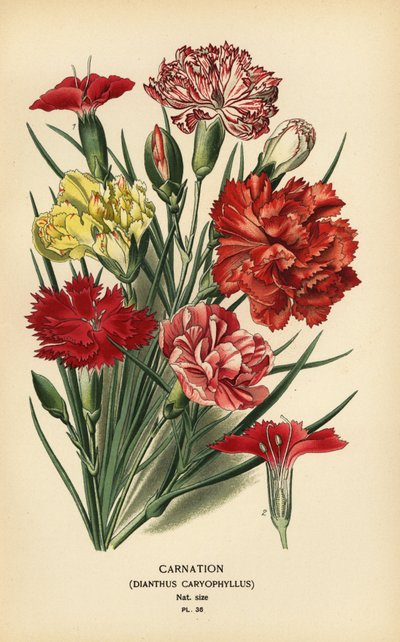 Anjer, Dianthus caryophyllus door Désiré Georges Jean Marie Bois