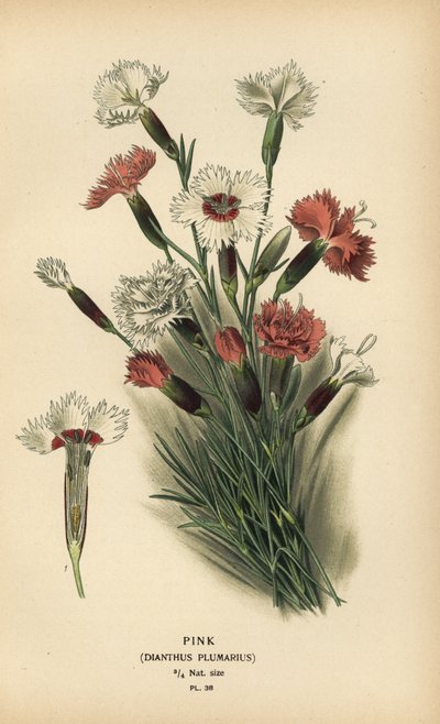 Anjer, Dianthus plumarius door Désiré Georges Jean Marie Bois