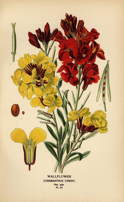 Muurbloemen, Erysimum × cheiri door Désiré Georges Jean Marie Bois