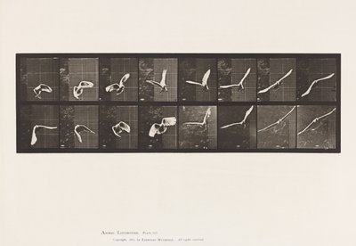 Plaat 761. Kaketoe; Vliegend door Eadweard Muybridge