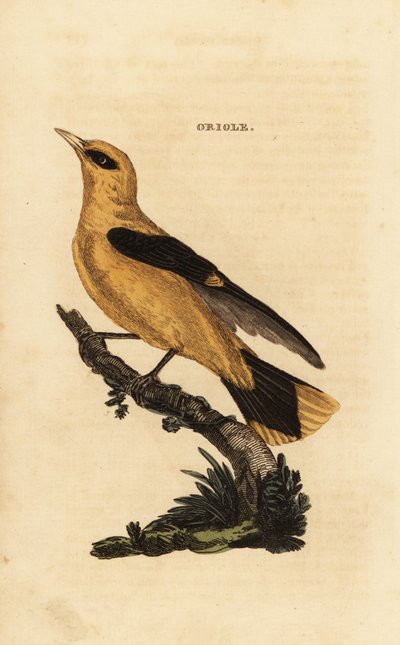 Wielewaal, Oriolus oriolus door Edward Donovan