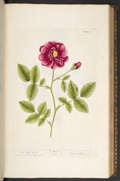 Plate 78, uit 