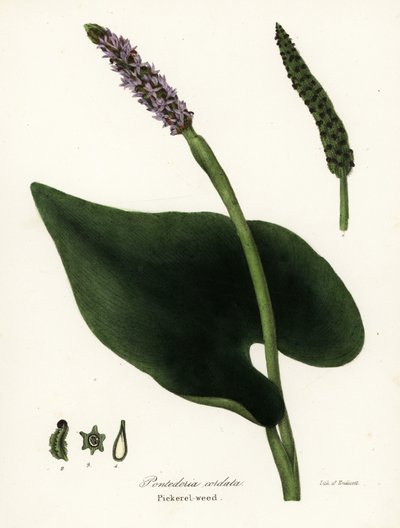 Pontederia cordata door Endicott Endicott