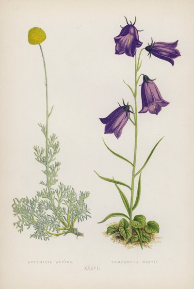 Artemisia Alpina; Campanula Hostii door English School