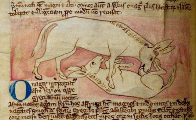 CCA-LitMs/D/10 fol. 10r Wilde ezel, uit Bestiarium door English School