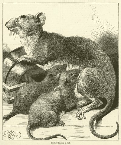 Moederliefde in een rat (gravure) door English School