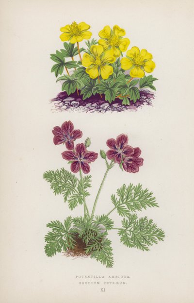 Potentilla Ambigua; Erodium Petraeum door English School