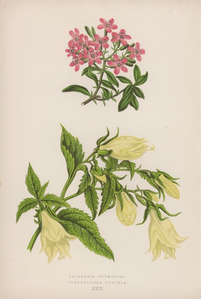 Saponaria Ocymoides; Symphyandra Pendula door English School