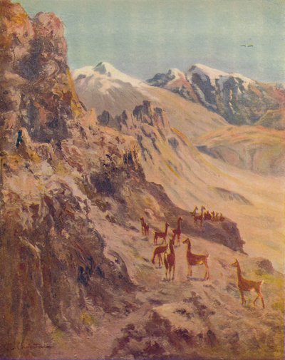 Guanaco, 1916 door Ernest William Christmas