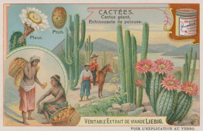 Reuzencactus met Bloemen en Vruchten door European School