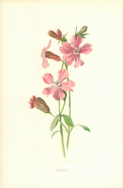 Koekoeksbloem door Frederick Edward Hulme