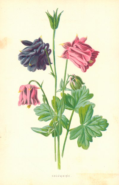 Columbine door Frederick Edward Hulme