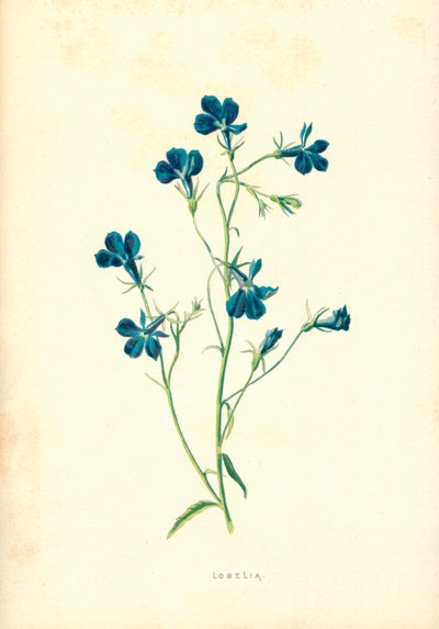 Lobelia door Frederick Edward Hulme