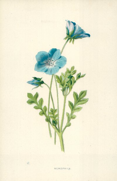 Nemophila door Frederick Edward Hulme