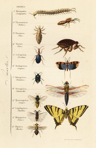 Orden van insecten door French School