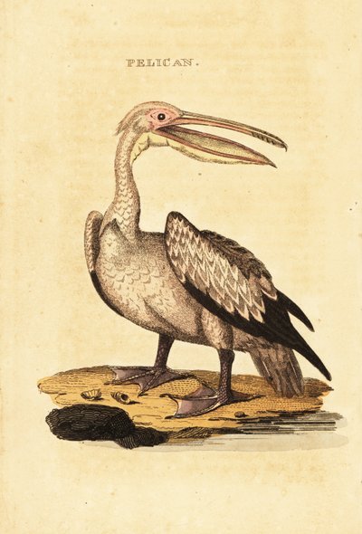 Grote witte pelikaan, Pelecanus onocrotalus door George (after) Shaw