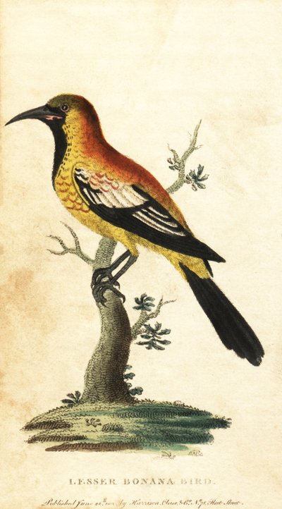 Oriole merel, Gymnomystax mexicanus door George Edwards