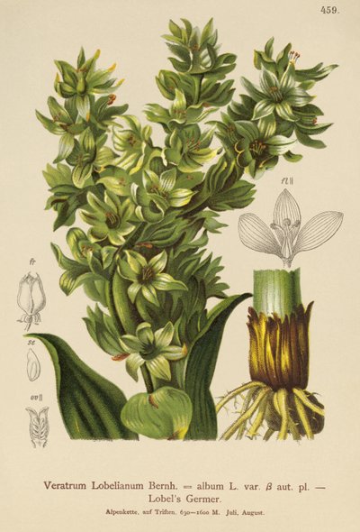 Valse Helleborine (Veratrum album, Veratrum Lobelianum) door German School